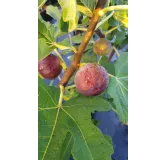 Ficus carica 'Ronde de Bordeaux' / Figuier 'Ronde de Bordeaux'