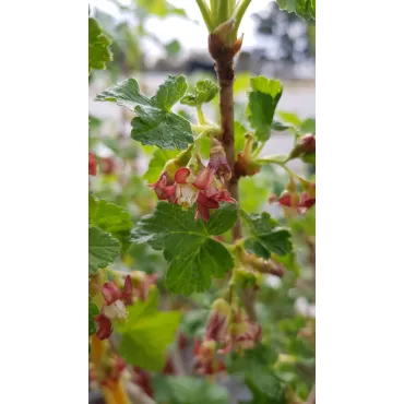 Ribes nigrum x divaricatum 'Anita' / Casseillier Anita