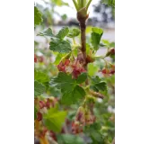 Ribes nigrum x divaricatum 'Anita' / Casseillier Anita