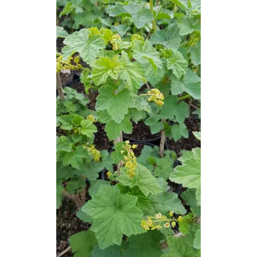 Ribes rubrum 'Versaillaise rouge' / Groseillier Ã  grappes 'Versaillaise rouge'