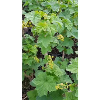 Ribes rubrum 'Versaillaise rouge' / Groseillier Ã  grappes 'Versaillaise rouge'