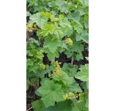 Ribes rubrum 'Versaillaise rouge' / Groseillier Ã  grappes 'Versaillaise rouge'