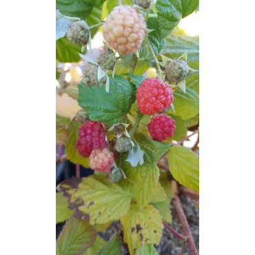 Rubus idaeus BlissyÂ® 'Autumn bliss' / Framboisier BlissyÂ® 'Autumn bliss' (Remontant)