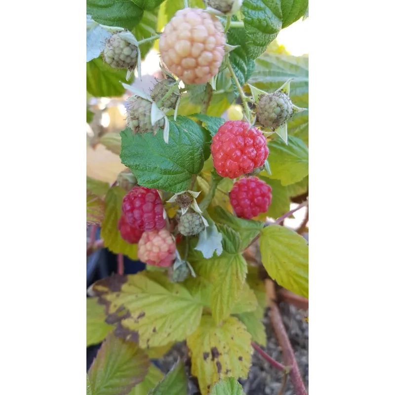 Rubus idaeus BlissyÂ® 'Autumn bliss' / Framboisier BlissyÂ® 'Autumn bliss' (Remontant)