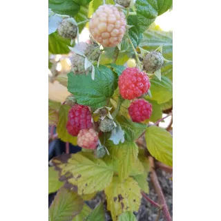 Rubus idaeus BlissyÂ® 'Autumn bliss' / Framboisier BlissyÂ® 'Autumn bliss' (Remontant)