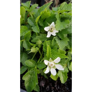 Rubus xanthocarpus / Ronce Ã  fruits jaunes