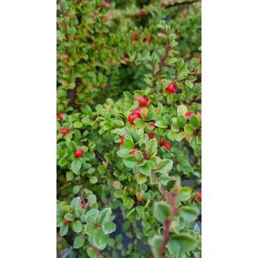 Cotoneaster horizontalis / CotonÃ©aster horizontal