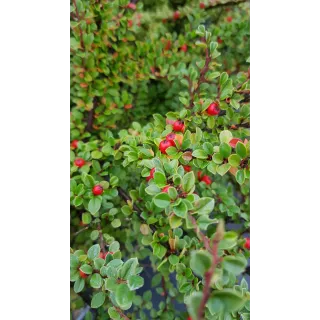 Cotoneaster horizontalis / CotonÃ©aster horizontal