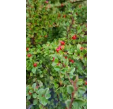 Cotoneaster horizontalis / CotonÃ©aster horizontal