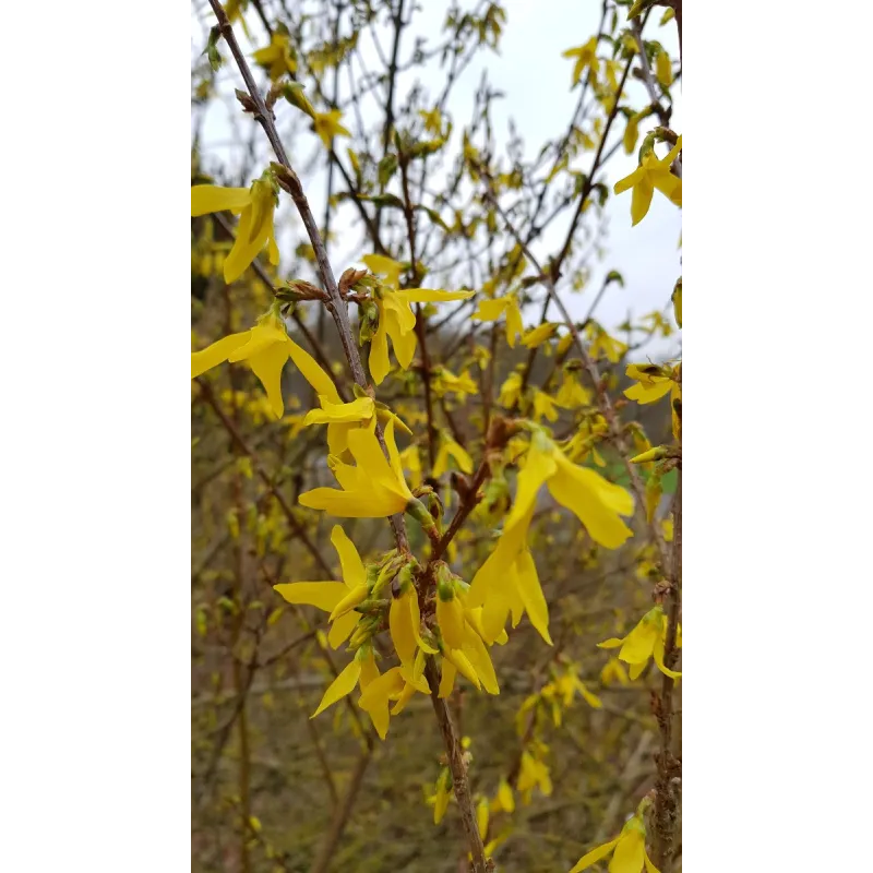 Forsythia x intermedia 'Lynwood gold' / Mimosa de Paris