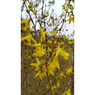 Forsythia x intermedia 'Lynwood gold' / Mimosa de Paris