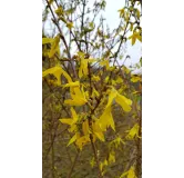 Forsythia x intermedia 'Lynwood gold' / Mimosa de Paris