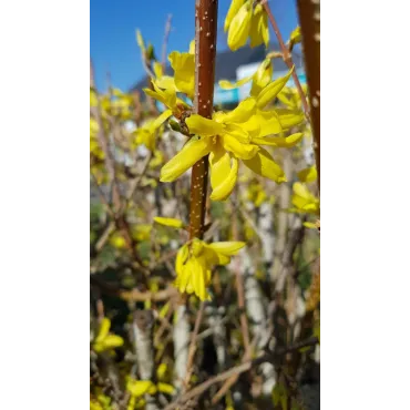 Forsythia x intermedia Week-endÂ® 'Courtalyn' / Mimosa de Paris