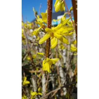 Forsythia x intermedia Week-endÂ® 'Courtalyn' / Mimosa de Paris