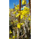 Forsythia x intermedia Week-endÂ® 'Courtalyn' / Mimosa de Paris