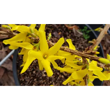 Forsythia x intermedia MarÃ©e d'OrÂ® 'Courtasol' / Mimosa de Paris couvre-sol