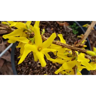 Forsythia x intermedia MarÃ©e d'OrÂ® 'Courtasol' / Mimosa de Paris couvre-sol