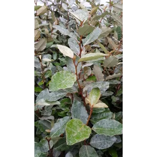 Elaeagnus x ebbingei 'Compacta' / Chalef vert compact