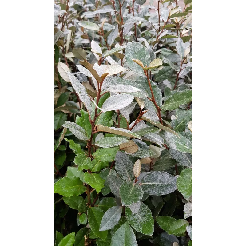 Elaeagnus x ebbingei 'Compacta' / Chalef vert compact