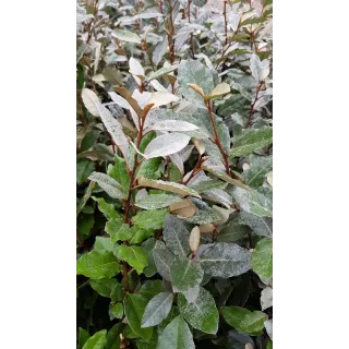 Elaeagnus x ebbingei 'Compacta' / Chalef vert compact