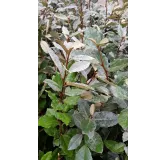 Elaeagnus x ebbingei 'Compacta' / Chalef vert compact