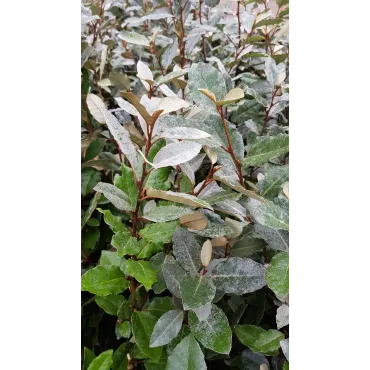 Elaeagnus x ebbingei 'Compacta' / Chalef vert compact