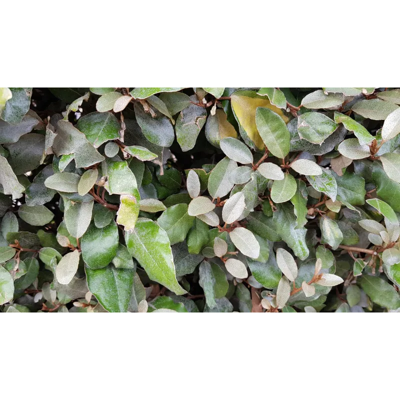 Elaeagnus x ebbingei / Chalef vert