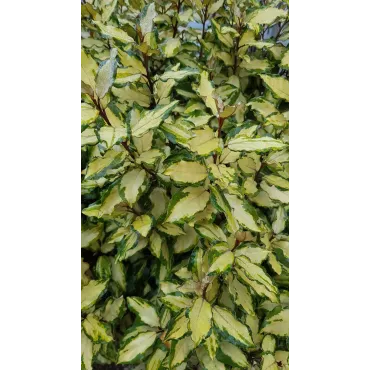 Elaeagnus x ebbingei MarylineÂ® 'abrela'/ Chalef panachÃ©