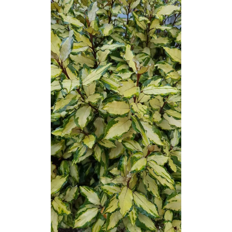 Elaeagnus x ebbingei MarylineÂ® 'abrela'/ Chalef panachÃ©