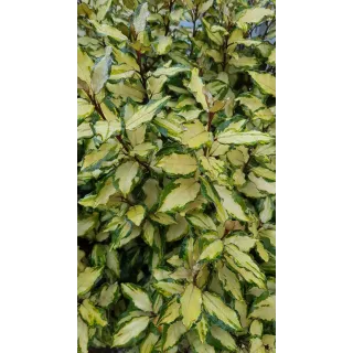 Elaeagnus x ebbingei MarylineÂ® 'abrela'/ Chalef panachÃ©