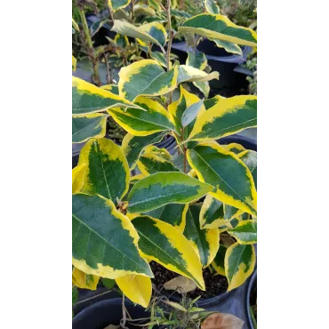 Elaeagnus x ebbingei 'Gilt Edge' / Chalef panachÃ©