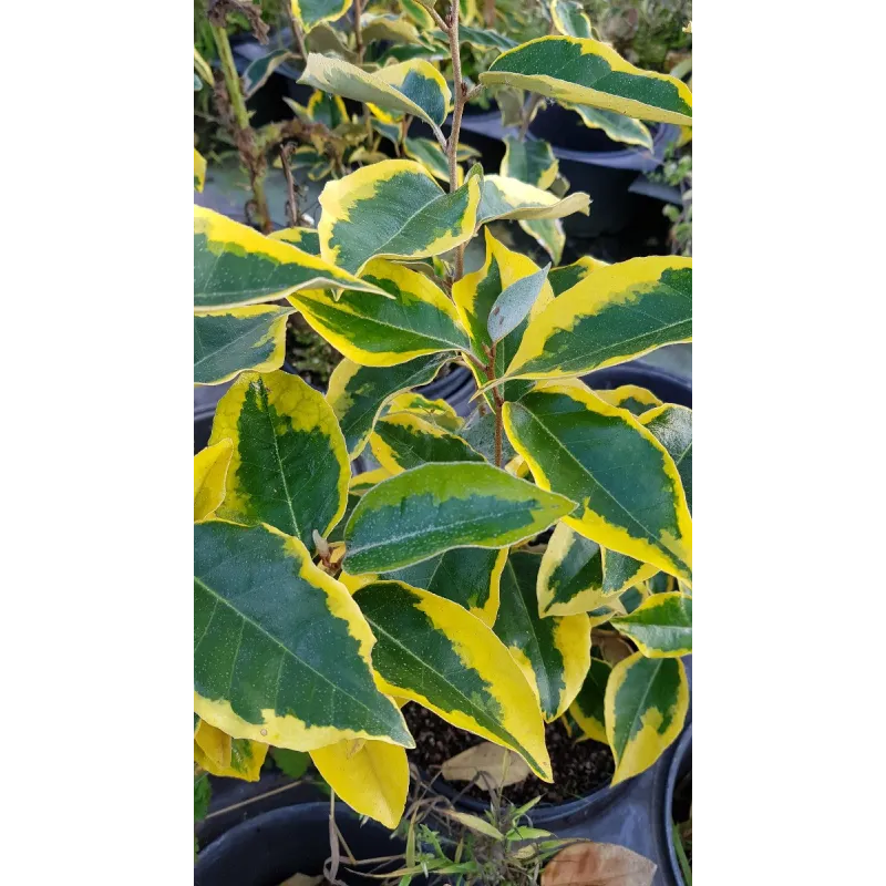 Elaeagnus x ebbingei 'Gilt Edge' / Chalef panachÃ©