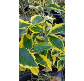 Elaeagnus x ebbingei 'Gilt Edge' / Chalef panachÃ©