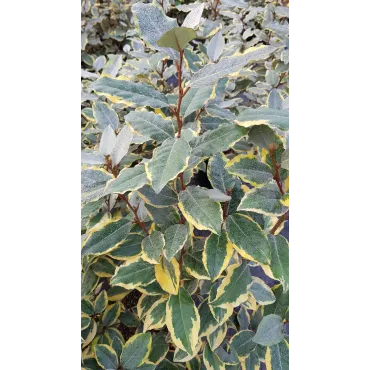 Elaeagnus x ebbingei Viveleg Â® / Chalef panachÃ©