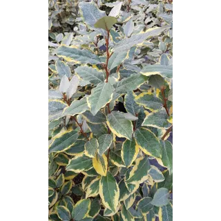 Elaeagnus x ebbingei Viveleg Â® / Chalef panachÃ©