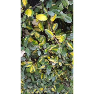 Elaeagnus pungens 'Maculata aurea' / Chalef panachÃ©