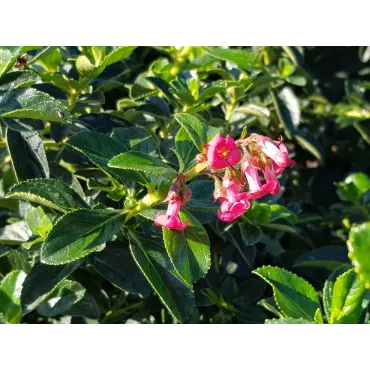 Escallonia rubra Var. Macrantha / Escallonia Ã  grandes fleurs rose vif