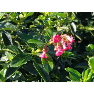 Escallonia rubra Var. Macrantha / Escallonia Ã  grandes fleurs rose vif