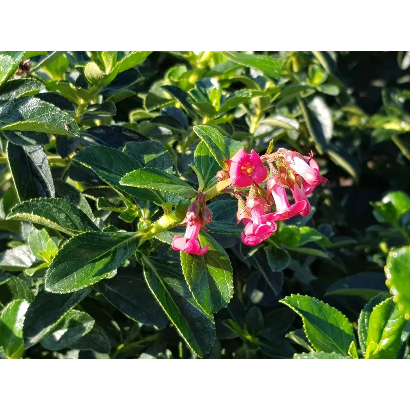 Escallonia rubra Var. Macrantha / Escallonia Ã  grandes fleurs rose vif