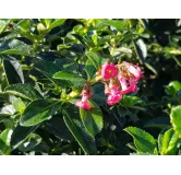 Escallonia rubra Var. Macrantha / Escallonia Ã  grandes fleurs rose vif