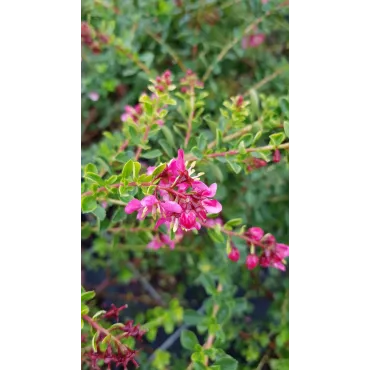 Escallonia 'Darts Rosy Red' / Escallonia Ã  grandes fleurs rose carminÃ©