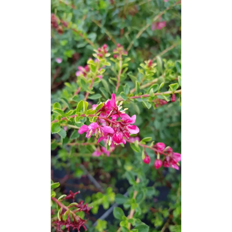 Escallonia 'Darts Rosy Red' / Escallonia Ã  grandes fleurs rose carminÃ©