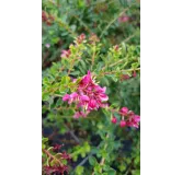 Escallonia 'Darts Rosy Red' / Escallonia Ã  grandes fleurs rose carminÃ©