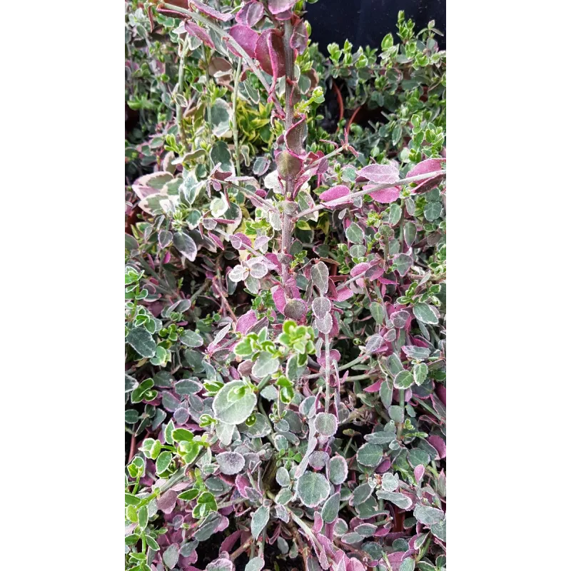 Euonymus fortunei 'Emerald Gaiety' / Fusain de Fortune 'Emerald Gaiety'