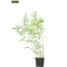 Phyllostachys bissetii - hauteur totale 180+ cm - pot 5 ltr