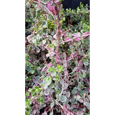 Euonymus fortunei 'Emerald Gaiety' / Fusain de Fortune 'Emerald Gaiety'