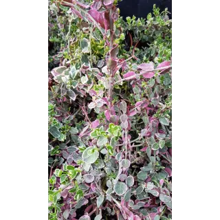 Euonymus fortunei 'Emerald Gaiety' / Fusain de Fortune 'Emerald Gaiety'