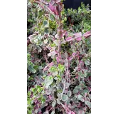 Euonymus fortunei 'Emerald Gaiety' / Fusain de Fortune 'Emerald Gaiety'