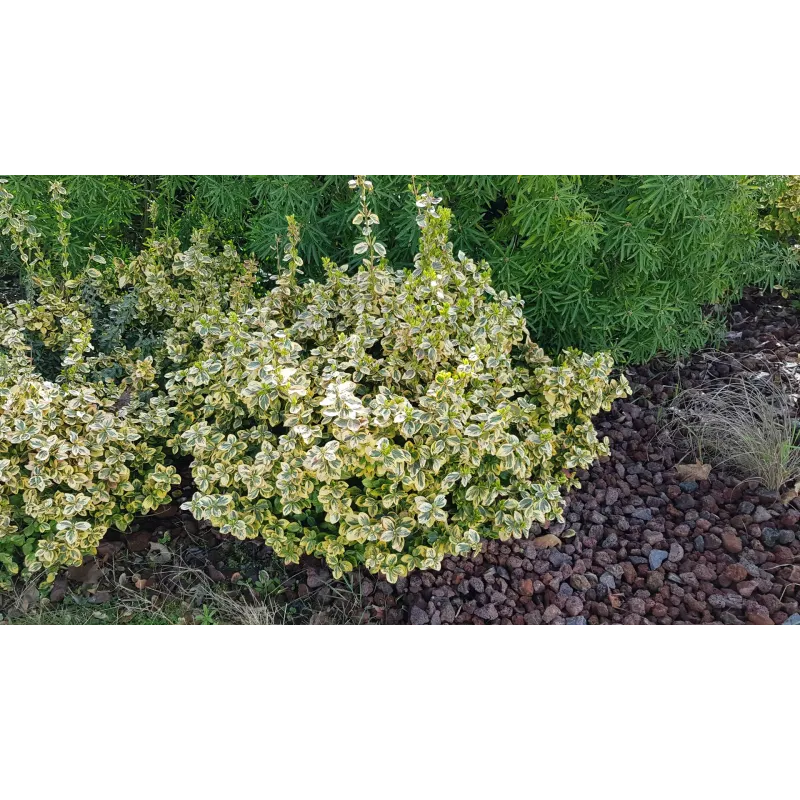 Euonymus fortunei 'Emerald Gold' / Fusain de Fortune 'Emerald Gold'