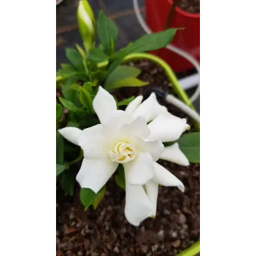 Gardenia x Celestial StarÂ® 'PS-2013-4' / Gardenia rustique Ã  fleurs doubles